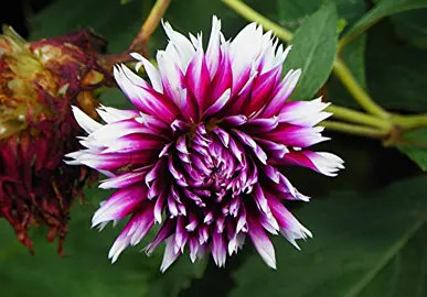 Dahlia Frigoulet purple and white flower.