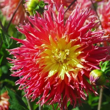 dahlia-fringed-star-