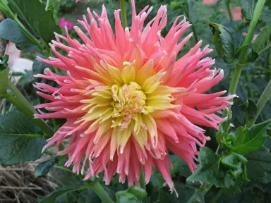 dahlia-fringed-star-4