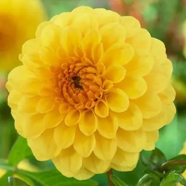 dahlia-golden-sceptre-1