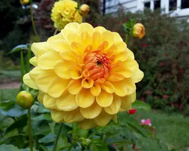 dahlia-golden-sceptre-3