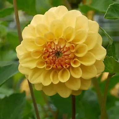 dahlia-golden-sceptre-5