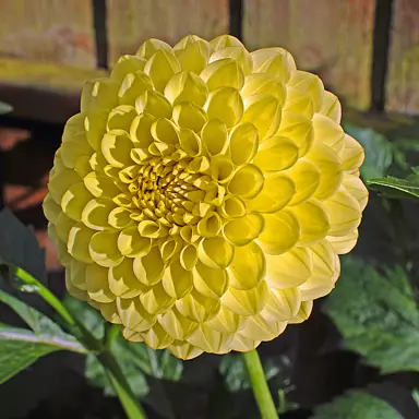 Dahlia 'Golden Torch' yellow flower.