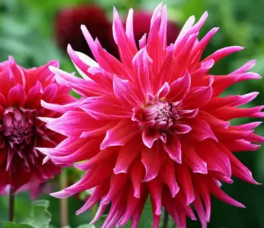 dahlia-grand-finale-1