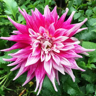 dahlia-grand-finale-2