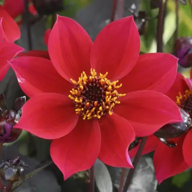 Dahlia Happy Days Cherry Red flower and dark purple foliage.