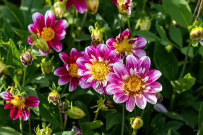 Dahlia Hartenaas mulit-coloured flowers.