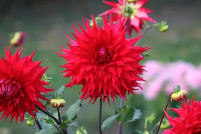 Dahlia Holly Huston red flowers.