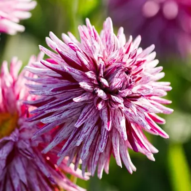 Dahlia Hy Trio flower with pink and rose-pink petals.