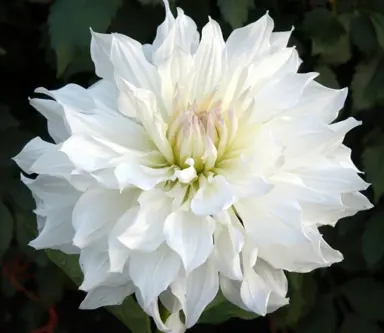 Dahlia Iceberg white flower.