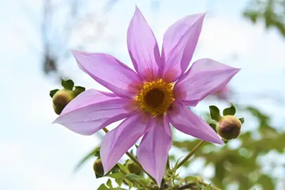 Dahlia imperialis light pink flower.