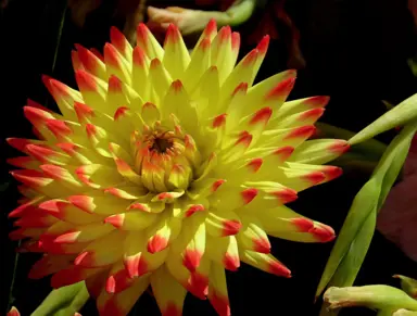 Dahlia Isadora yellow flowers with red tips.