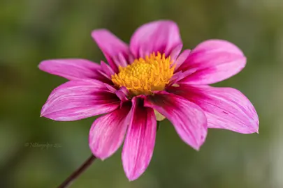 Dahlia Jackson Pollock pink flower.