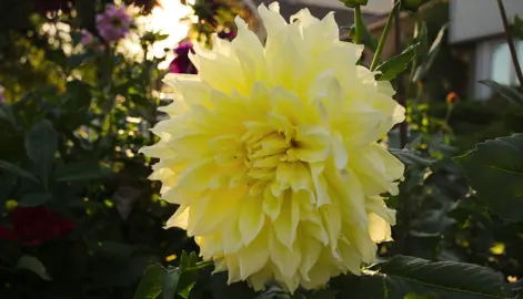 Dahlia Kelvin Floodlight yellow flower.