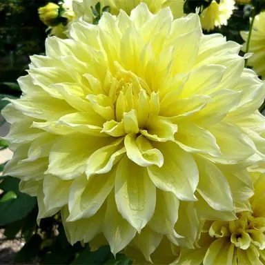 dahlia-kelvin-floodlight-