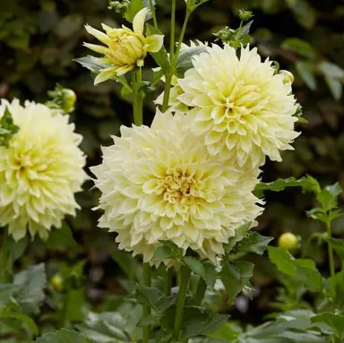 dahlia-kelvin-floodlight-1