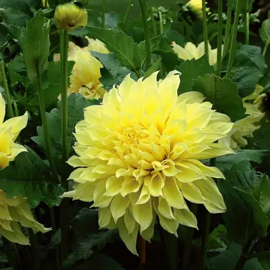 dahlia-kelvin-floodlight-2