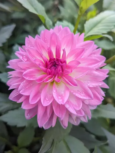 Dahlia kordessa pink flower.