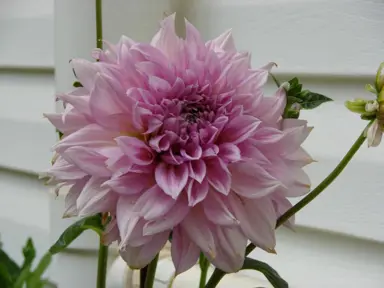 Dahlia Lavender Perfection flower.