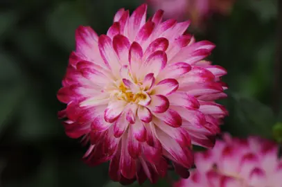 Beautiful Dahlia 'Little Robert' pink and cream-coloured flowers.