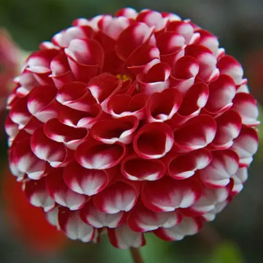 dahlia-little-william-1