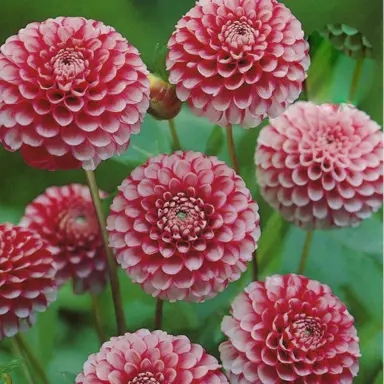 dahlia-little-william-2