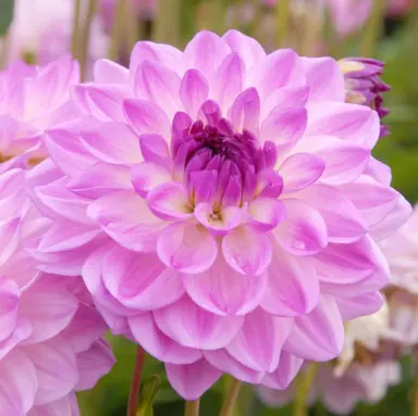 dahlia-mediteranee-1