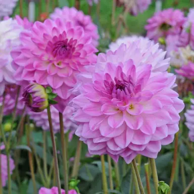 dahlia-mediteranee-3