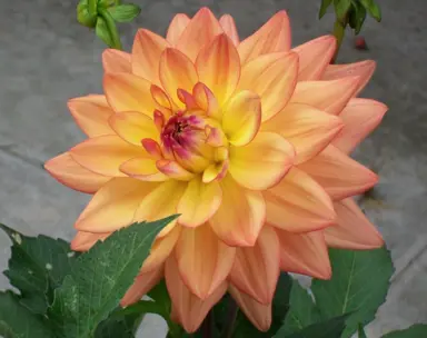 Dahlia 'Melody Dora' peach and yellow-coloured flower.