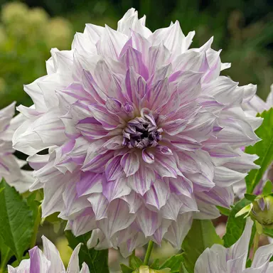 Dahlia Mums Special pink and white flower.