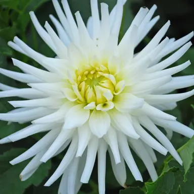 dahlia-my-love-1