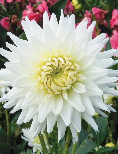 dahlia-my-love-3