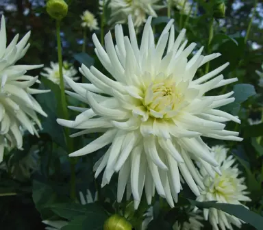 dahlia-my-love-4