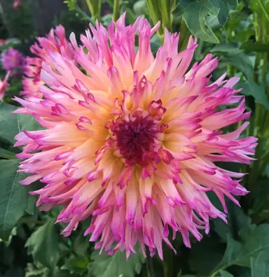 dahlia-nenekazi-bulb-1