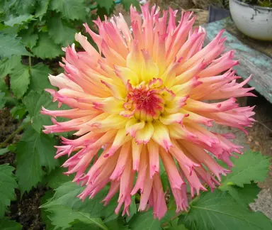 dahlia-nenekazi-bulb-2