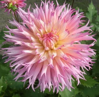 dahlia-nenekazi-bulb-3