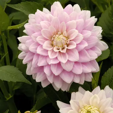 Dahlia Offshore Dream pink flower.