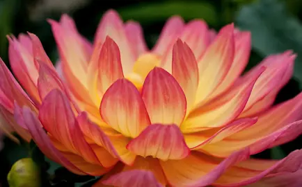 Dahlia Pablo pink and yellow flower.