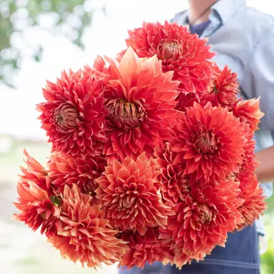 Dahlia Parkland Glory flowers.