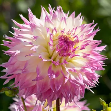 Dahlia Pinelands Princess flowers.