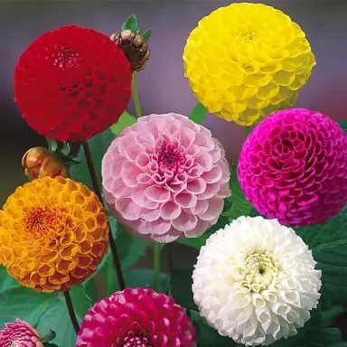 Dahlia Pom Pom mixed colours.