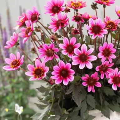 Dahlia Pretty Woman pink flowers.