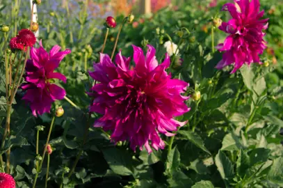 Dahlia Purple Taiheijo plants with purple flowers.