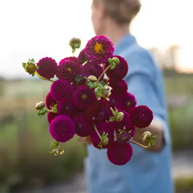 Dahlia Rococo purple flowers.