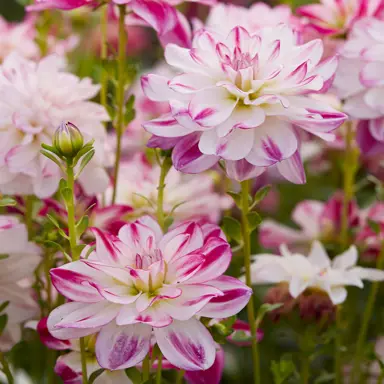 Dahlia 'Saint Martin' pink and white flowers.