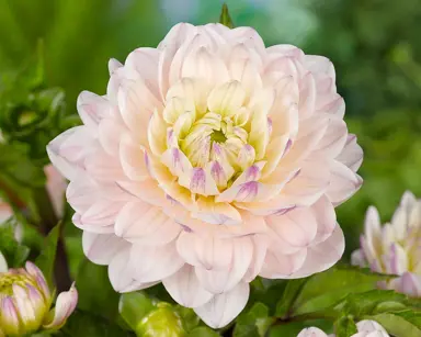 dahlia-seduction-bulb-