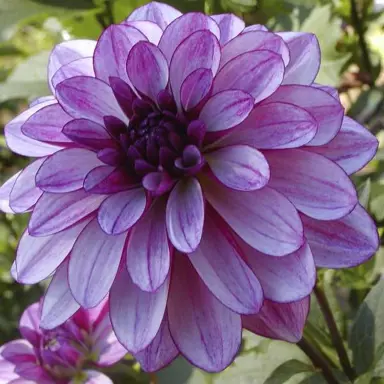 dahlia-seduction-bulb-2