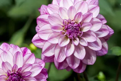 Dahlia Seduction purple and white flowers.