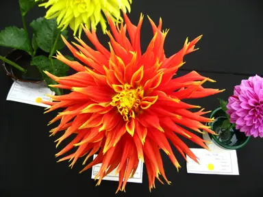 Dahlia Show And Tell orange flower with yellow hightlights.