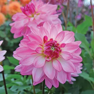 dahlia-sincerity-